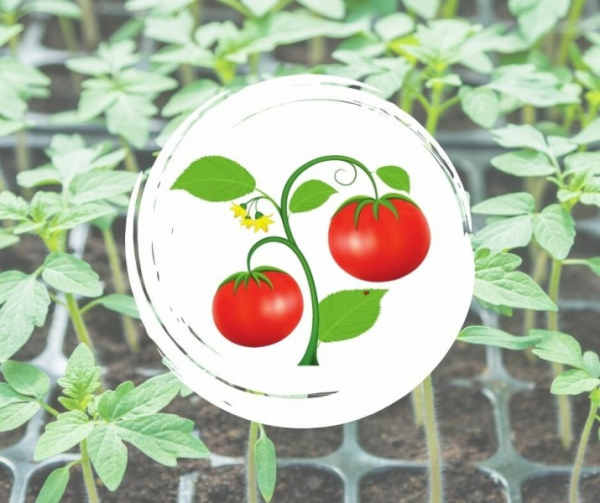 Выбираем семена томатов. На что обращаем внимание при выборе?